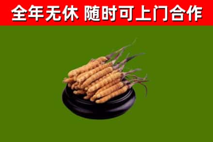 子洲县回收散虫草