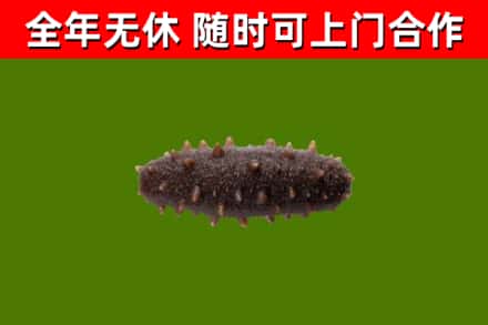 子洲县烟酒回收干海参.jpg
